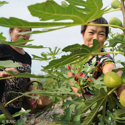 四肖期期准免费资料大全免|实地分析解释落实_潮流版IP.5.458